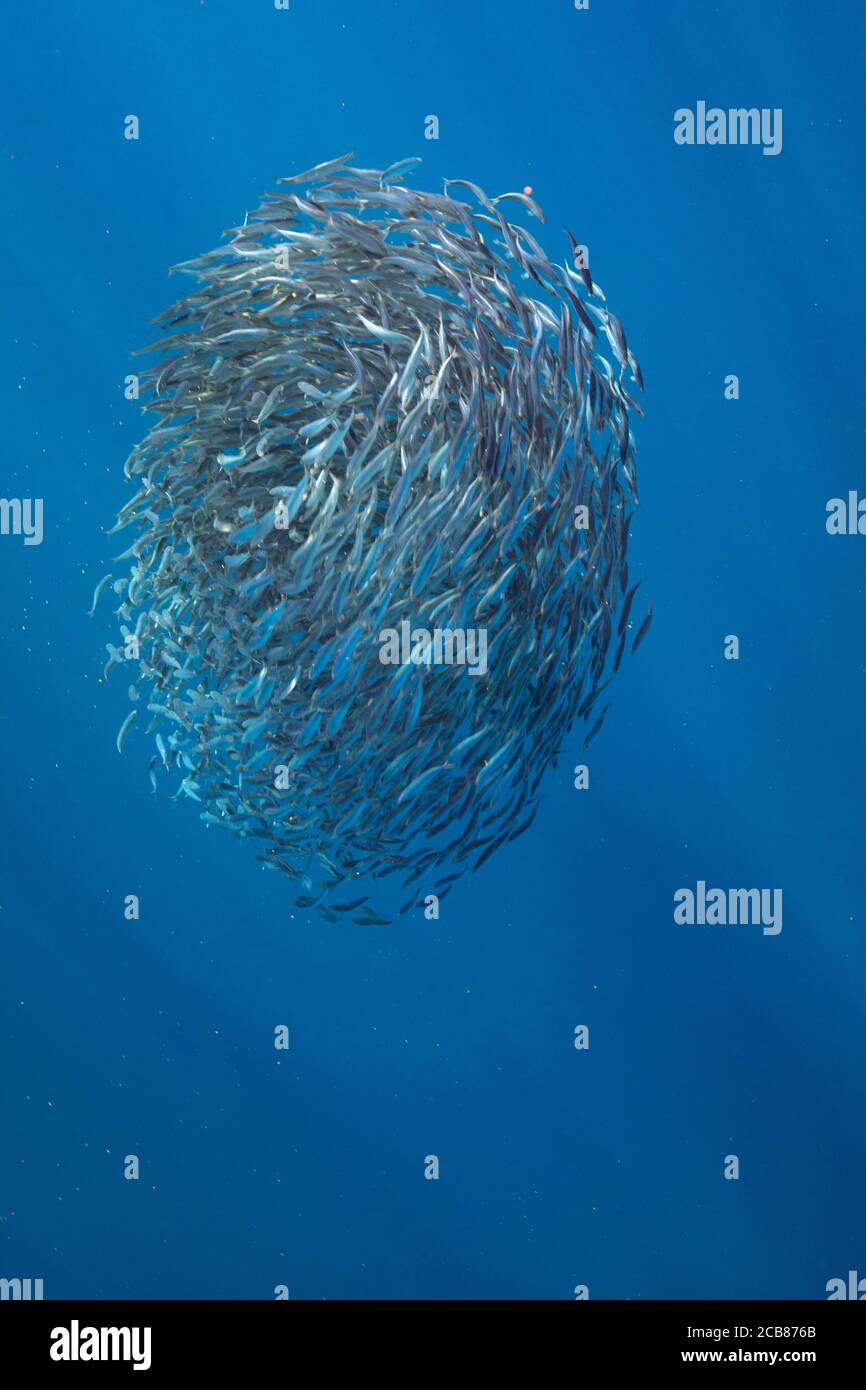Bait ball of sardines and Mackerel in Magadalena Bay, Baja California Sur,  Mexico Stock Photo - Alamy