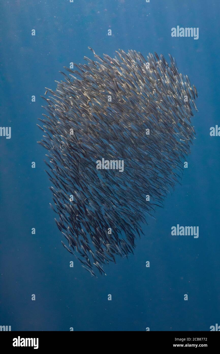 Bait ball of sardines and Mackerel in Magadalena Bay, Baja California