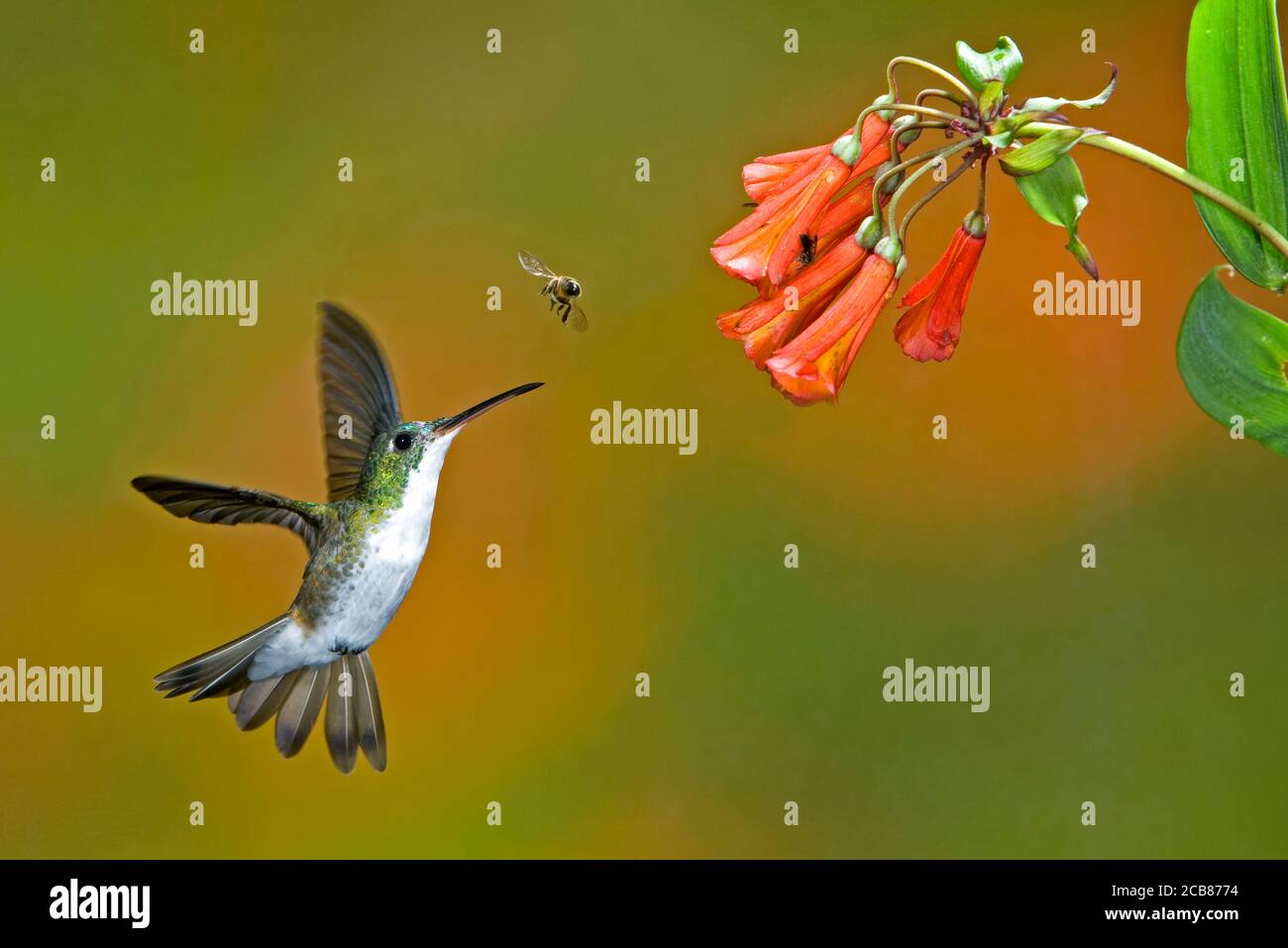 Hummingbird cloud forest peru ecuador hi-res stock photography and ...
