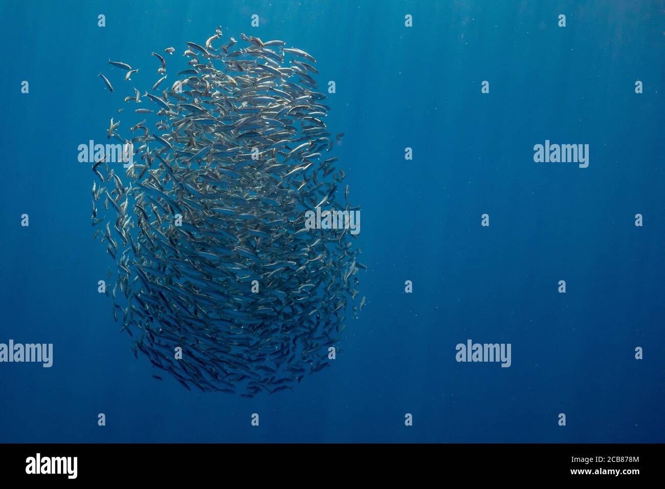 Bait ball of sardines and Mackerel in Magadalena Bay, Baja California