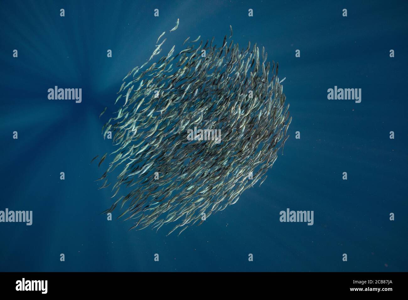 Bait ball of sardines and Mackerel in Magadalena Bay, Baja California