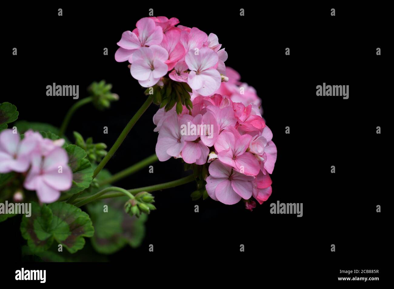 Pale pink geranium on a black background Stock Photo