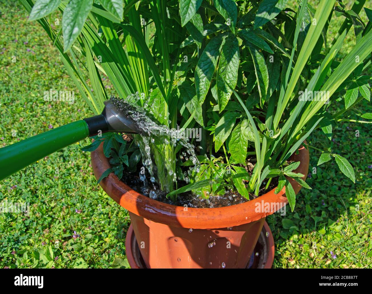 Water potted plants with a watering can Stock Photo Alamy