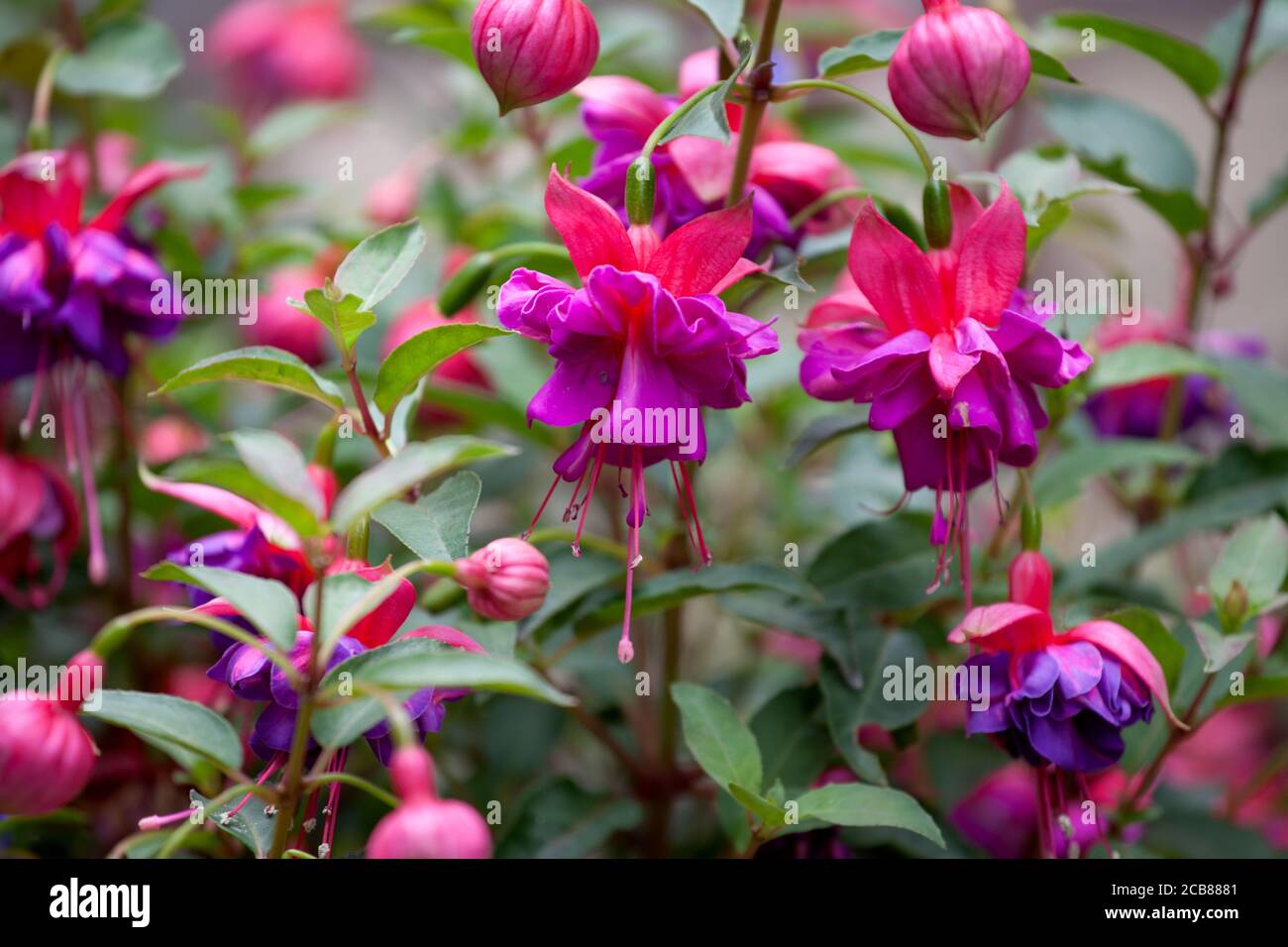 Fuchsia 'Winston Churchill' Stock Photo