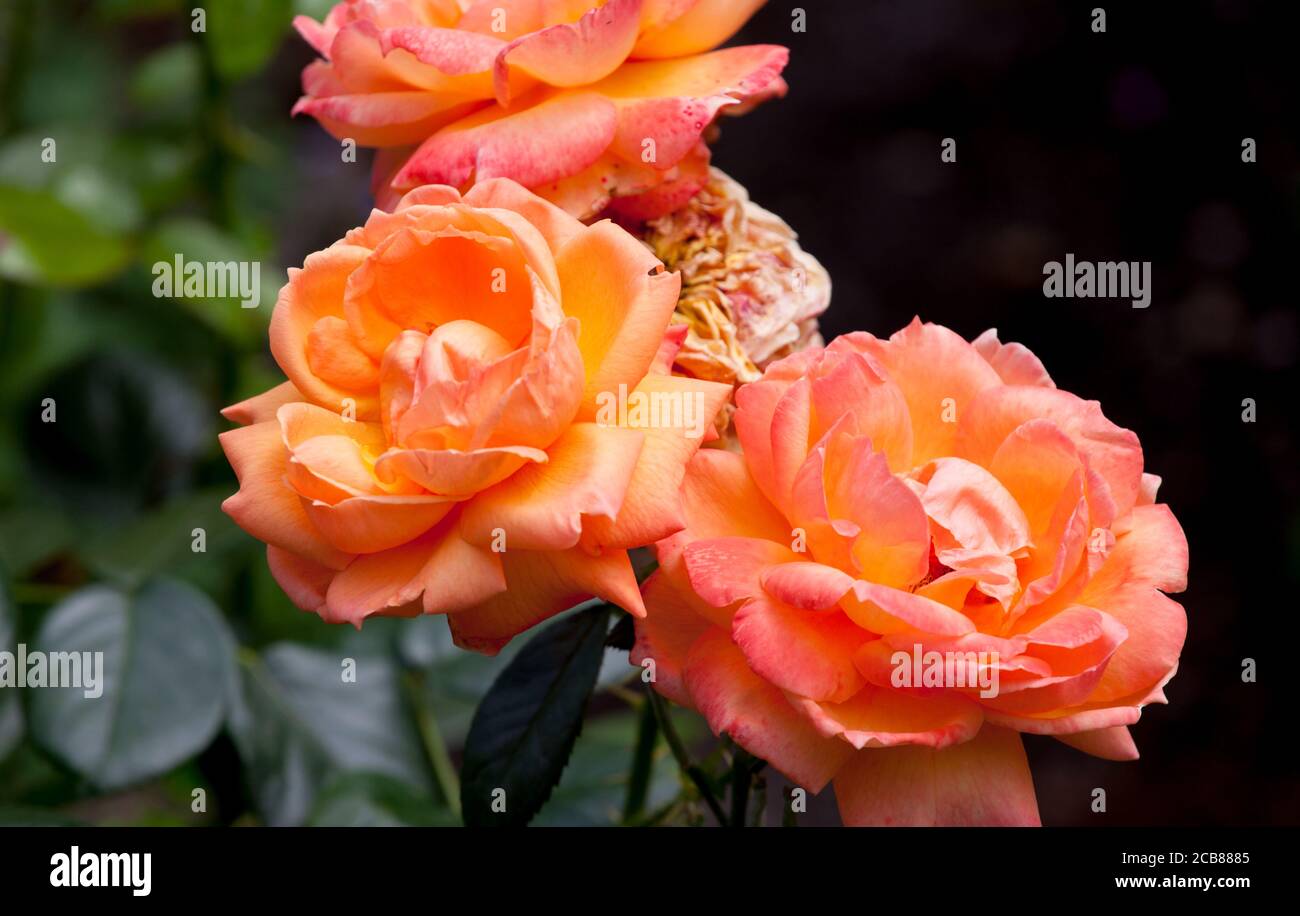 Orange coloured rose in English garden Stock Photo