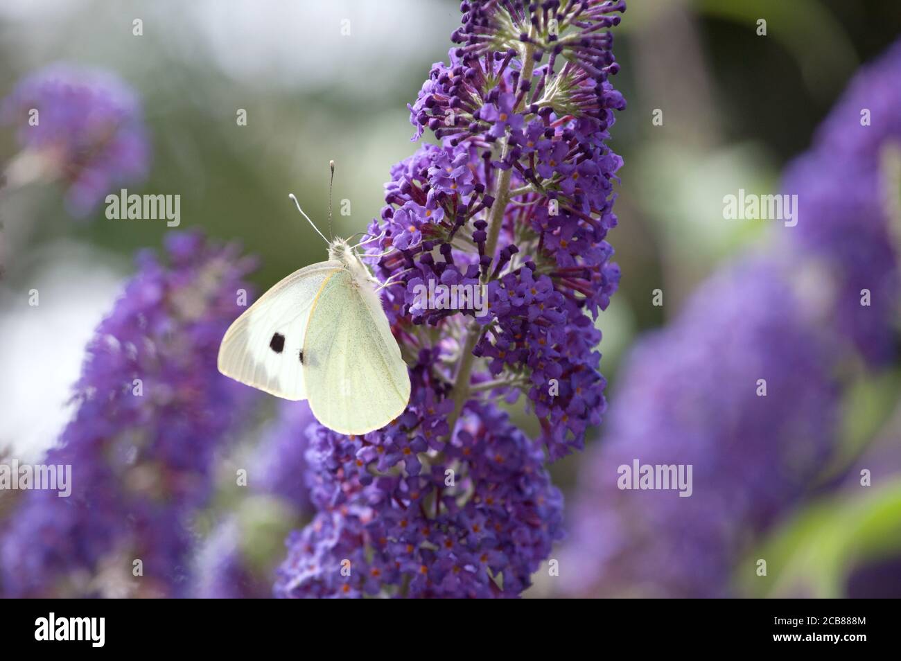 Cabbage white butterfly feeding on buddleia flowers Stock Photo