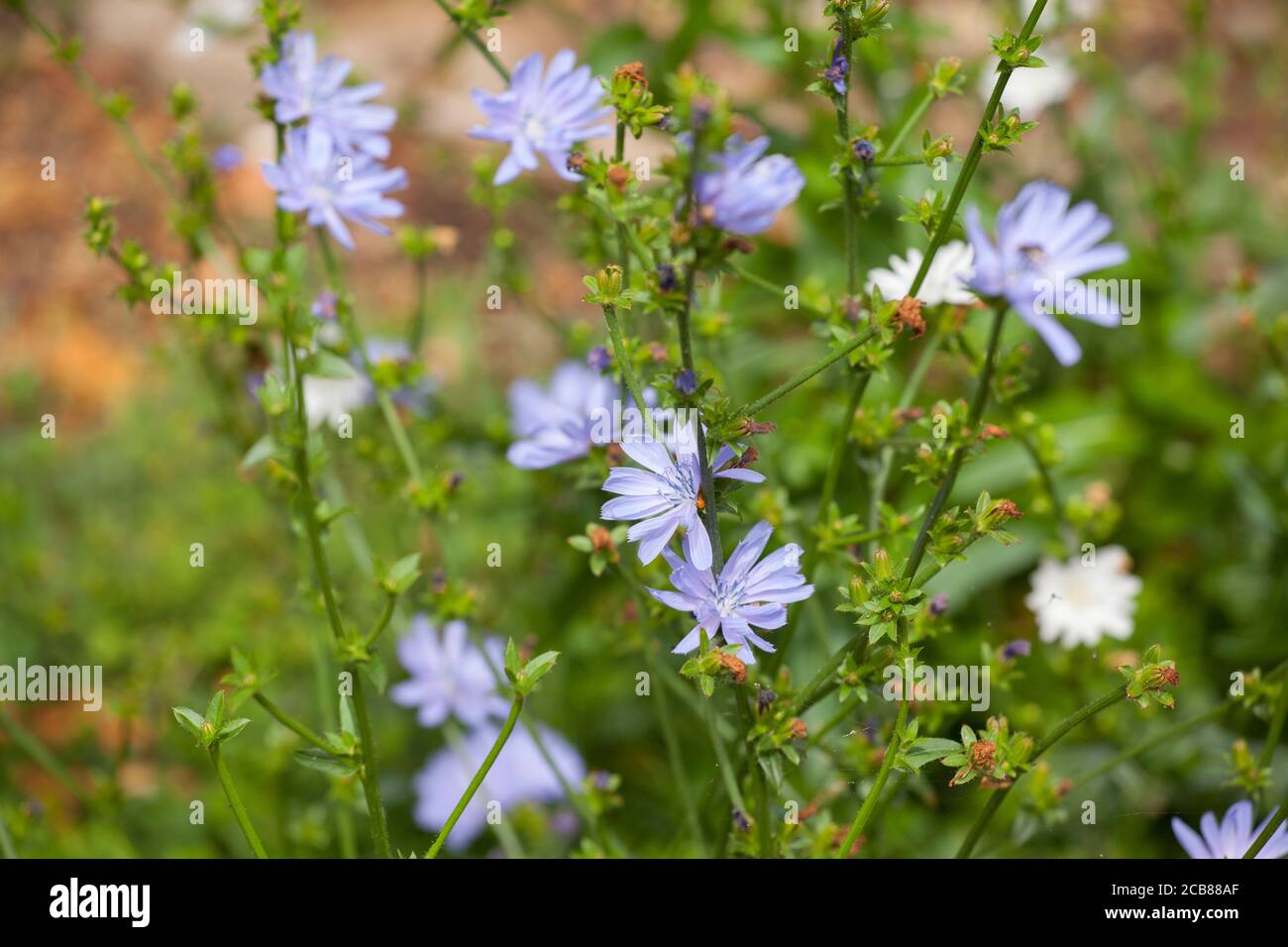 blue flowers of wild chicory plant Stock Photo