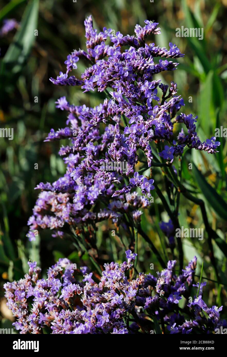 Flower spikes in clusters of Sea-lavender, Limonium vulgare, in salt-marsh habitat in North Norfolk at Thornham, Norfolk, England, United Kingdom. Stock Photo