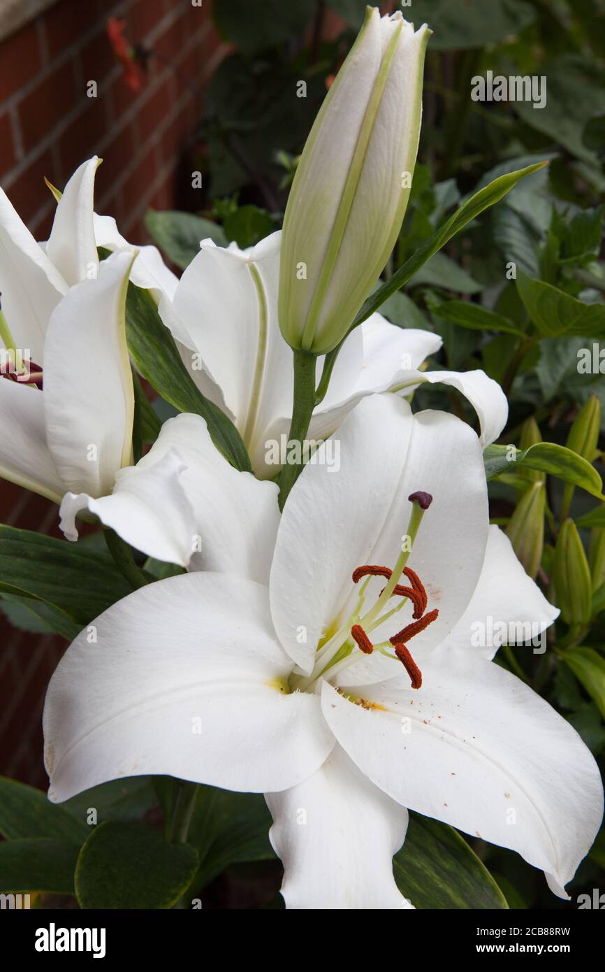 Lilium Lily Casablanca flower Stock Photo