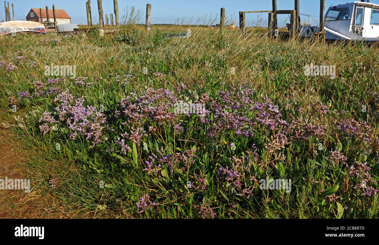 Sea-lavender, Limonium vulgare, in habitat on coastal salt-marshes by the North Norfolk harbour at Thornham, Norfolk, England, United Kingdom. Stock Photo
