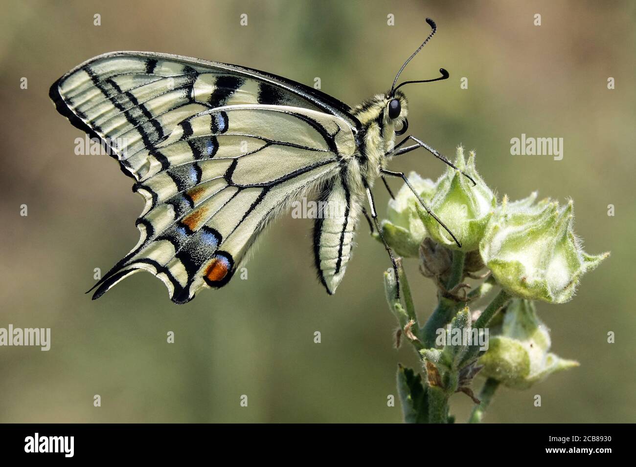 Underside Papilio machaon Old World swallowtail Butterfly on Plant Butterfly on flower Papilio Machaon butterfly Wings closed Butterfly flower closeup Stock Photo