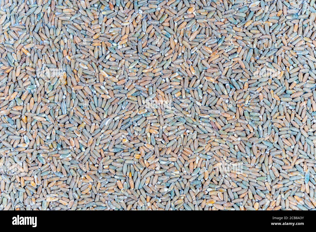 Organic rye grain seeds as background. Top view Stock Photo - Alamy