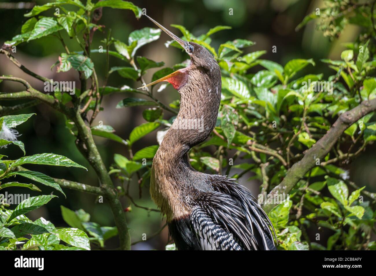 Anhinga with beak open - Davie, Florida, USA Stock Photo