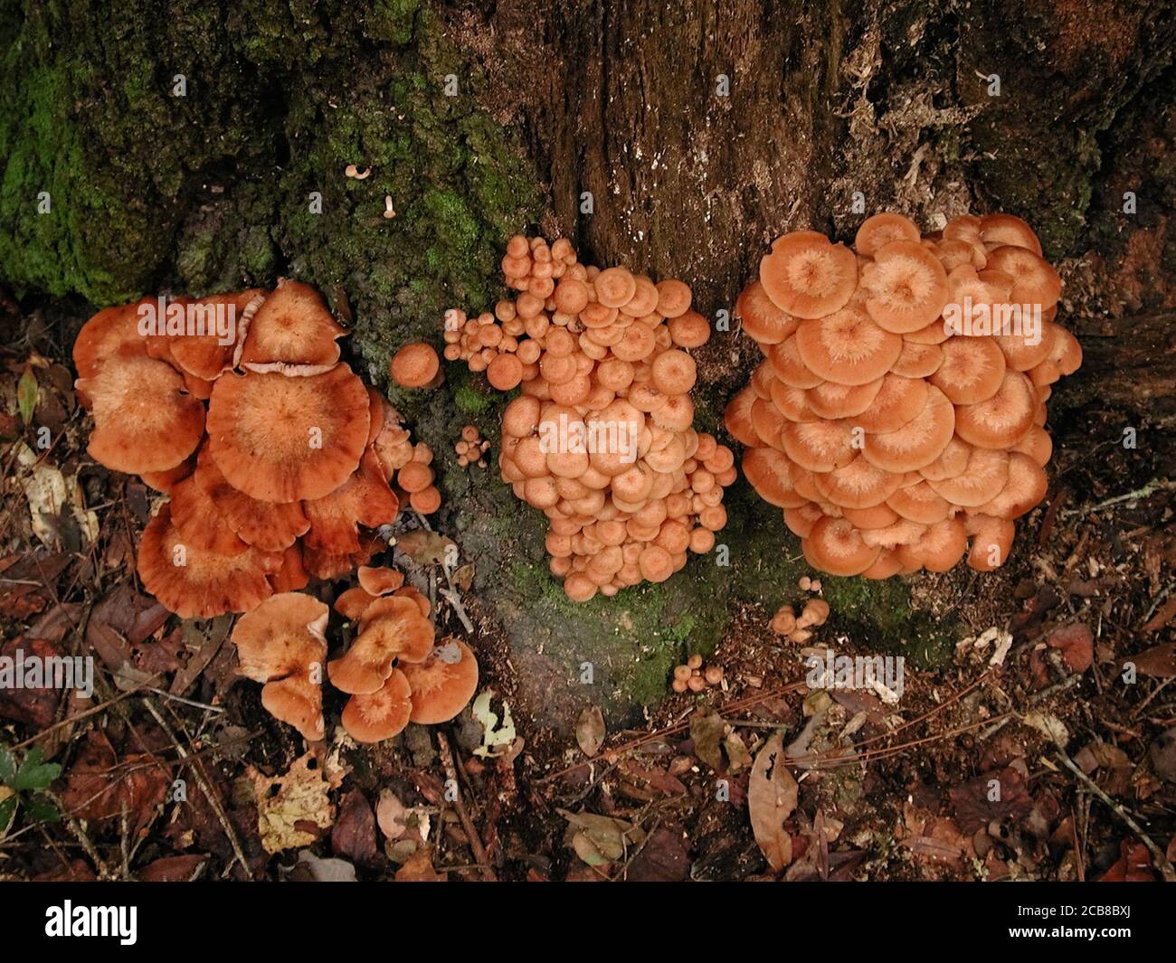 Mushrooms are a form of fungi found in natural settings around the world.; This one is found in