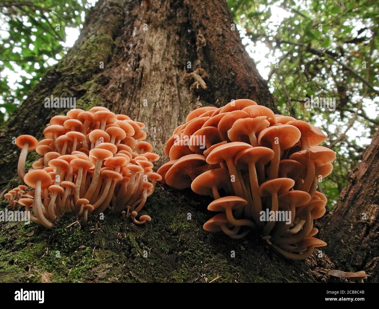 Mushrooms are a form of fungi found in natural settings around the world.; This one is found in