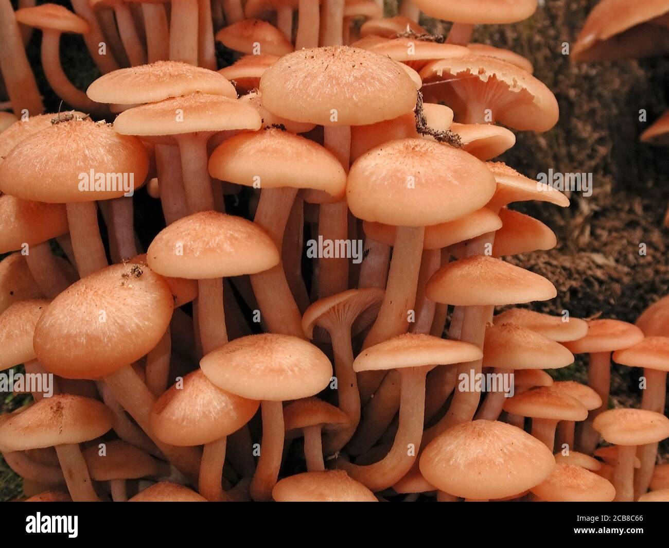 Mushrooms are a form of fungi found in natural settings around the world.; This one is found in