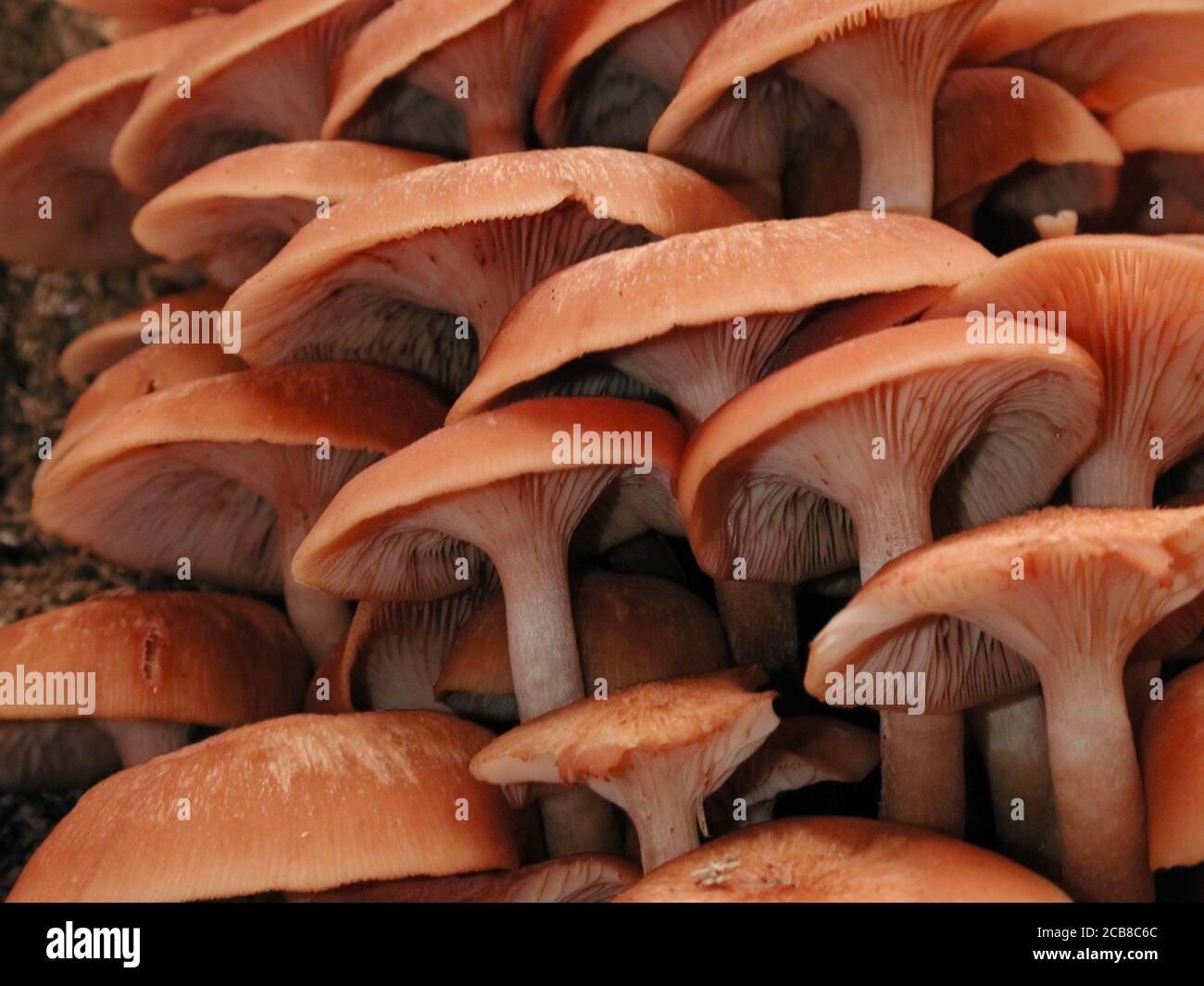 Mushrooms are a form of fungi found in natural settings around the world.; This one is found in