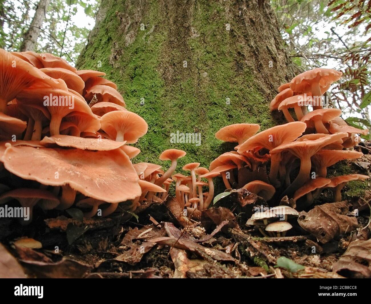 Mushrooms are a form of fungi found in natural settings around the world.; This one is found in