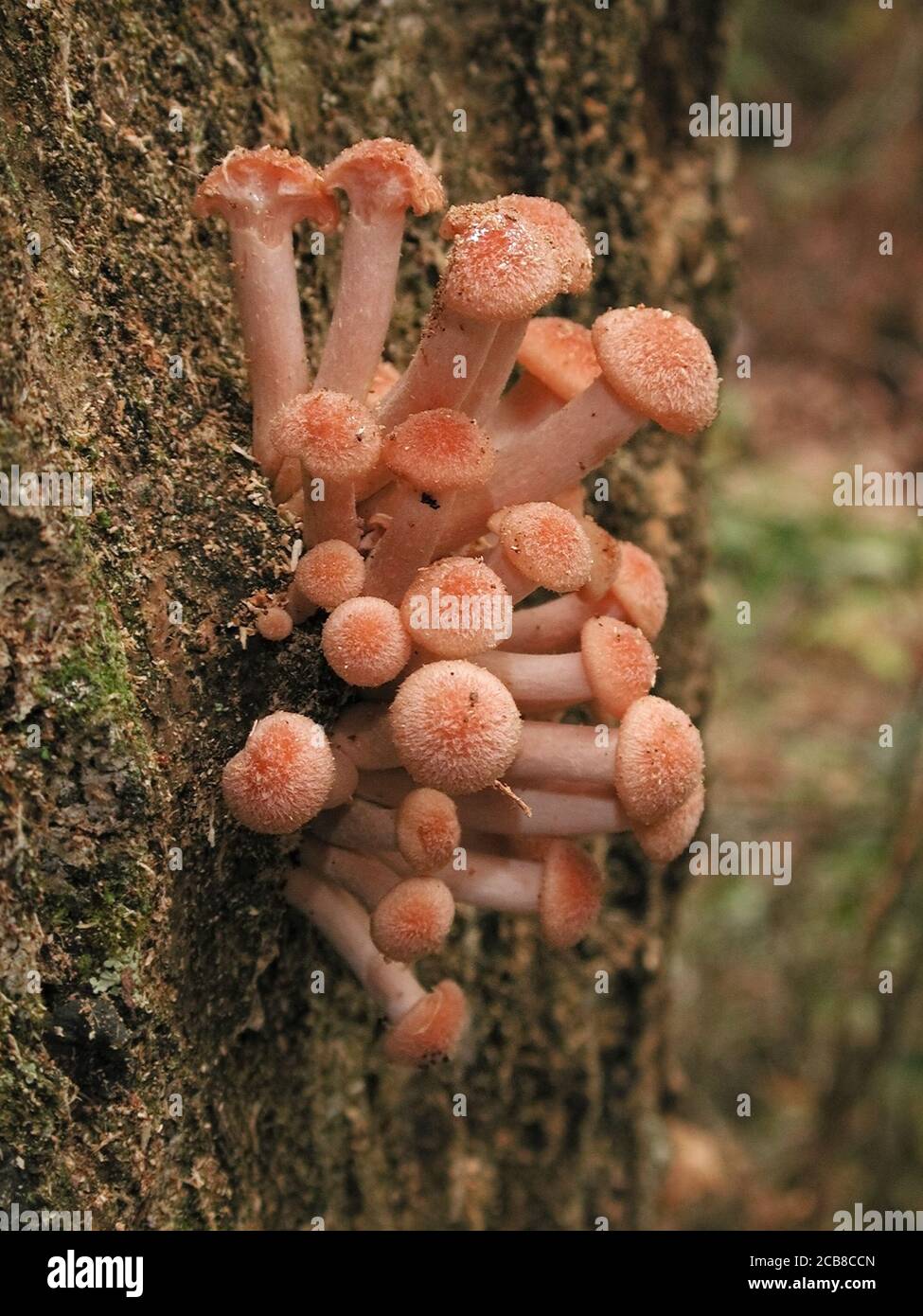 Mushrooms are a form of fungi found in natural settings around the world.; This one is found in