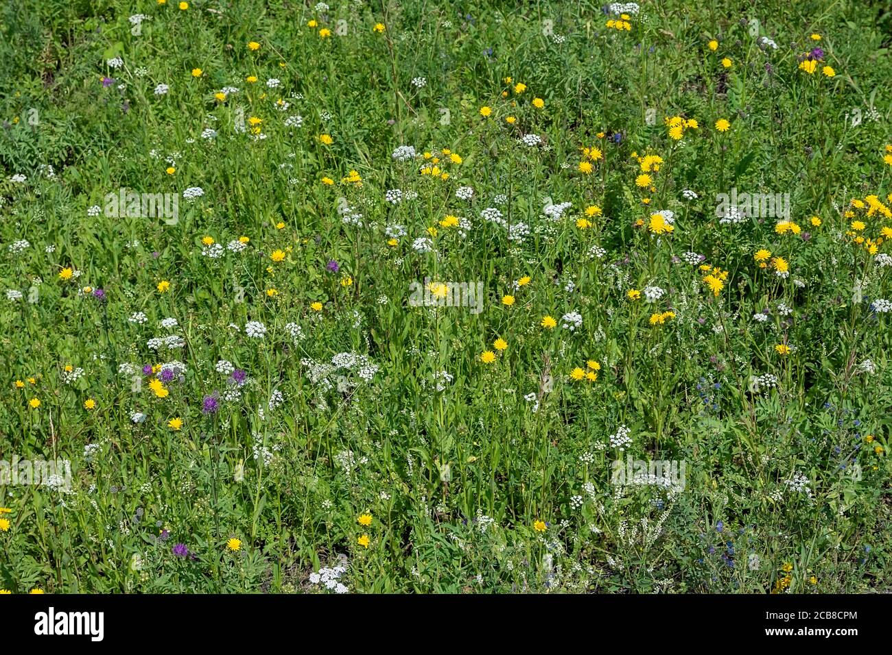 View, background of a green meadow with various grasses. Chamomile, yarrow, Carduus, Thistle Stock Photo