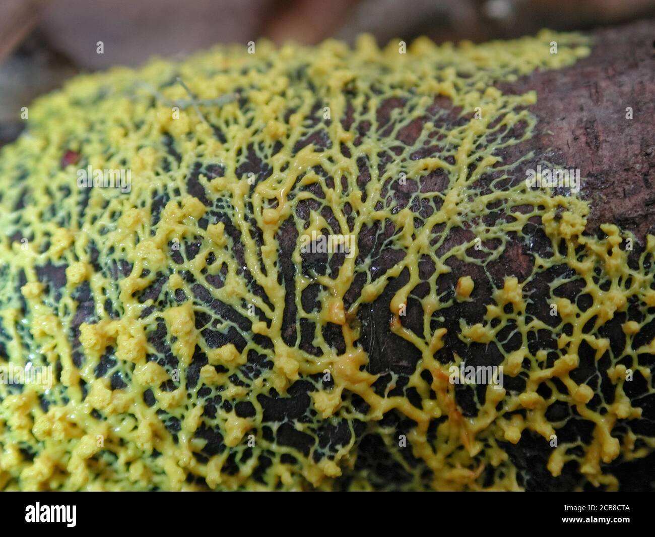 Scrambled Egg Slime are a form of fungi found in natural settings around the world.; This one is found in a forested area of North Central Florida. Stock Photo