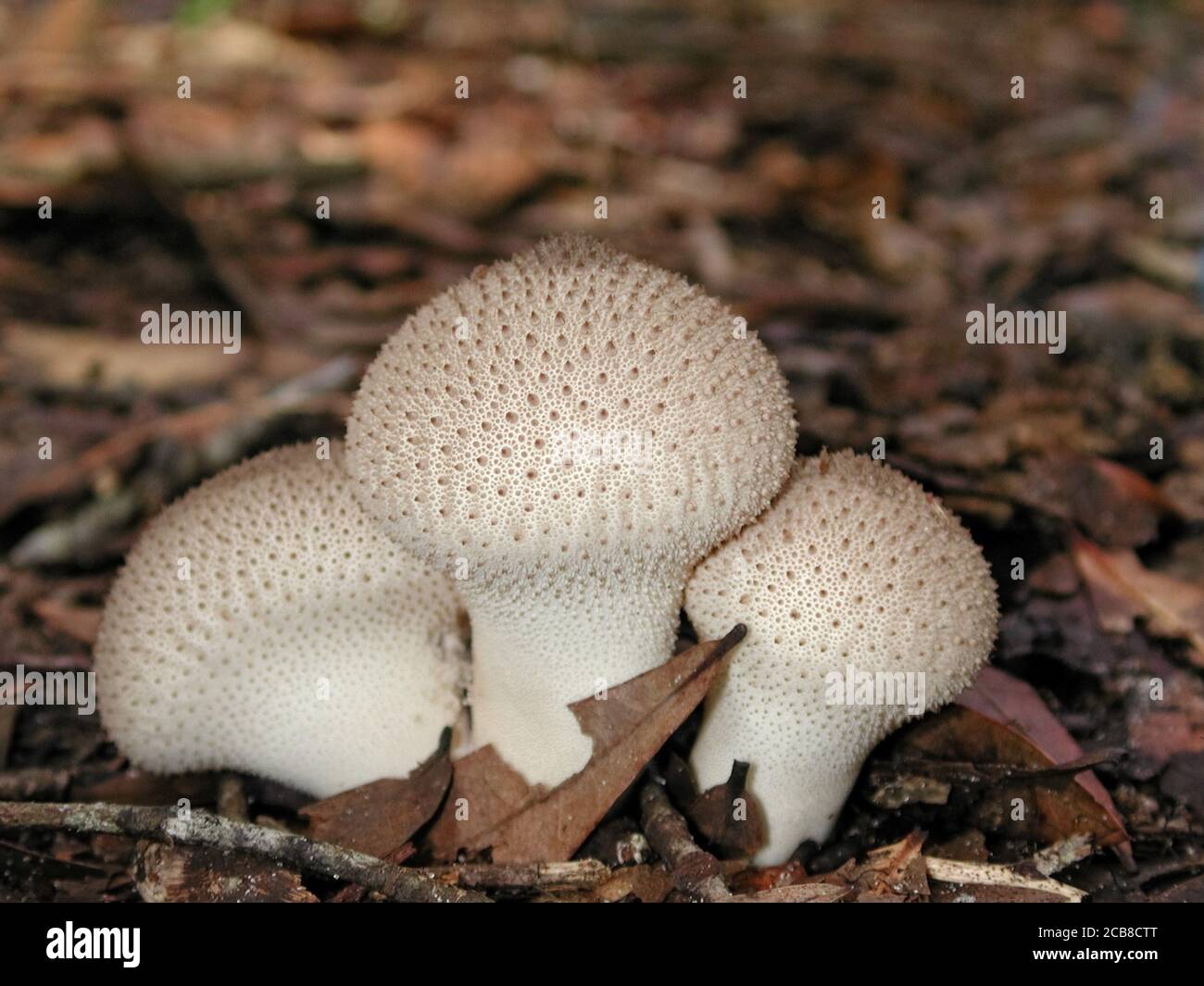 Mushrooms are a form of fungi found in natural settings around the world.; This one is found in