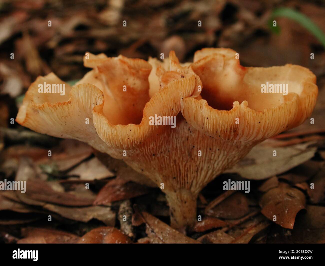 Mushrooms are a form of fungi found in natural settings around the world.; This one is found in a forested area of North Central Florida. Stock Photo