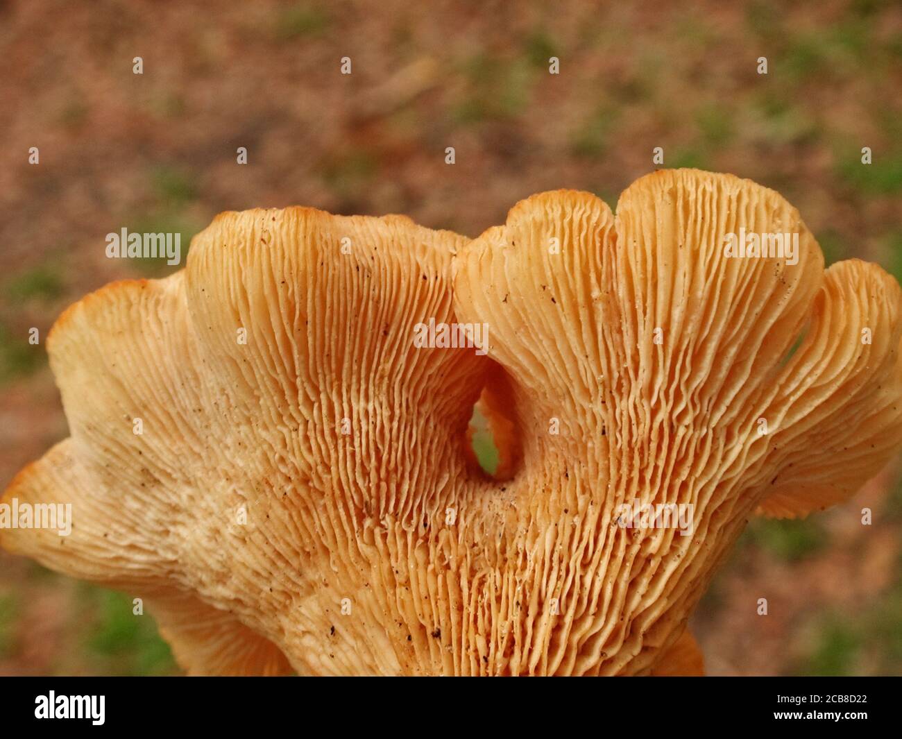 Mushrooms are a form of fungi found in natural settings around the world.; This one is found in