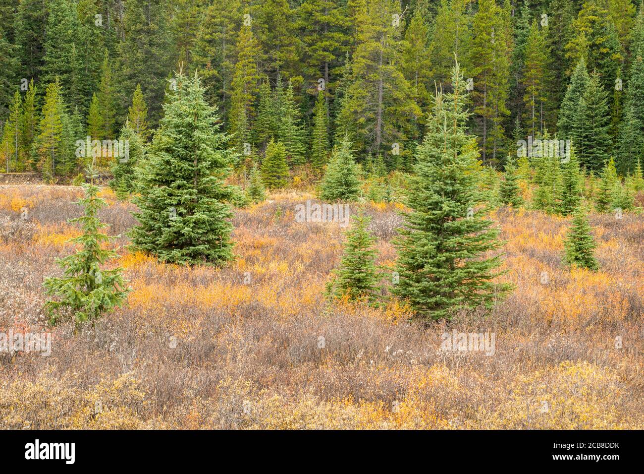 Conifers and dwarf birch in autumn, Peter Loughheed Provincial Park, Alberta, Canada Stock Photo