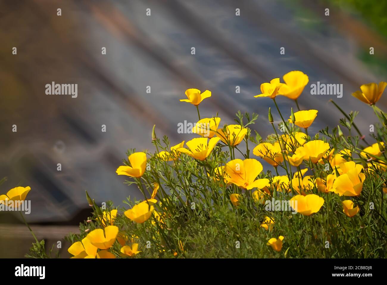 a lot of yellow Buttercup flowers on a brown textured wooden fabulously beautiful background Stock Photo