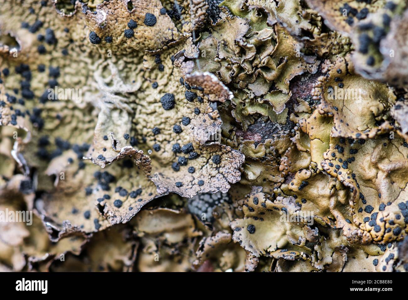 Rock Tripe Lichen (Umbilicaria torrefacta) Stock Photo