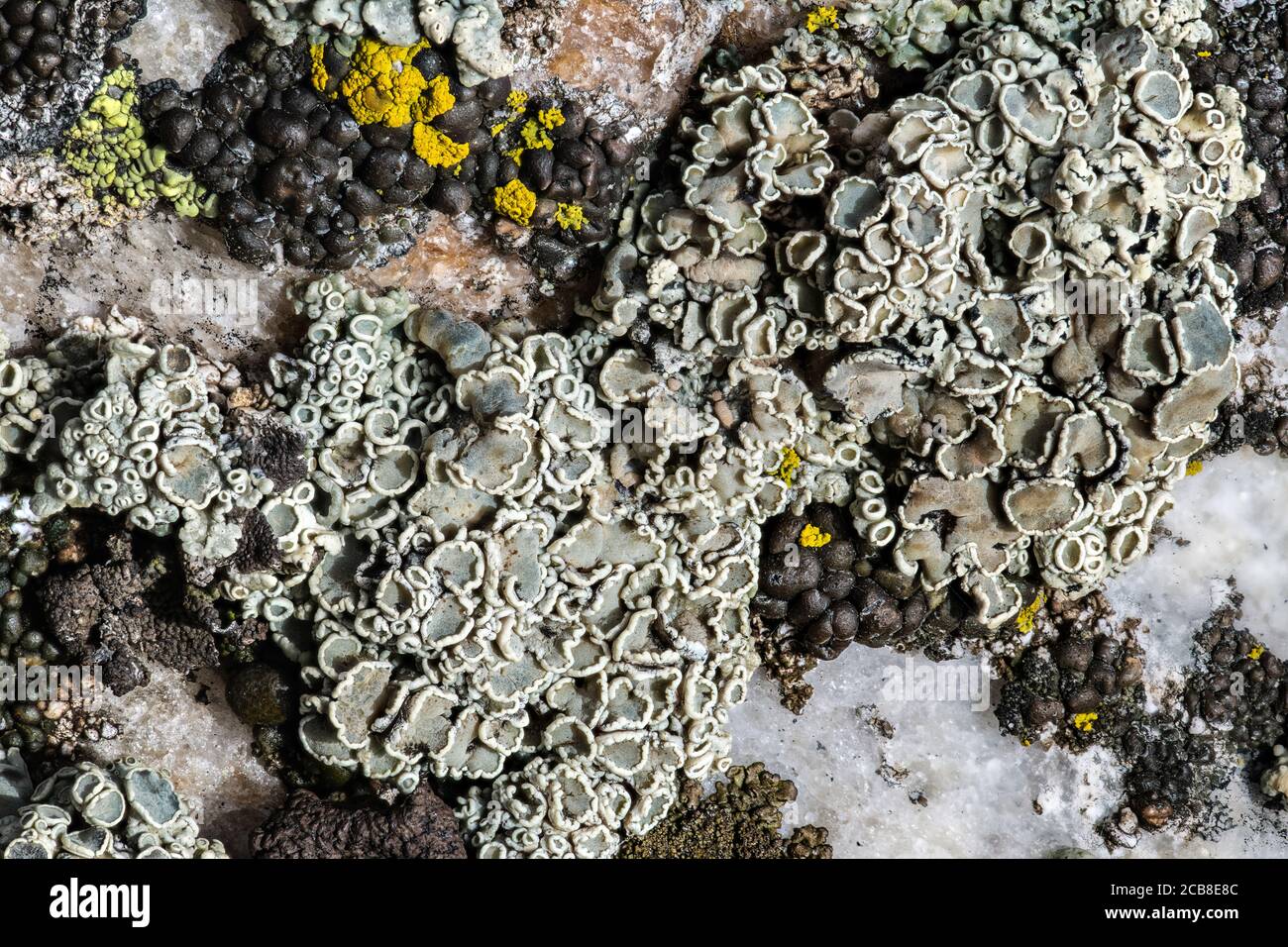 Rimmed Navel Lichen (Rhizoplaca melanophthalma) Stock Photo