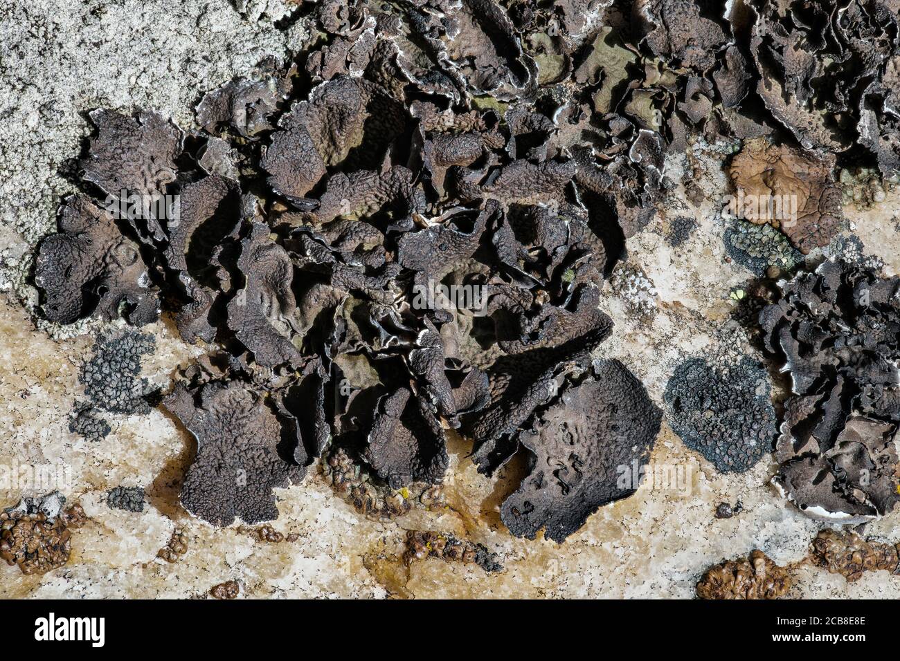 Rock Tripe Lichen (Umbilicaria hyperborea) Stock Photo
