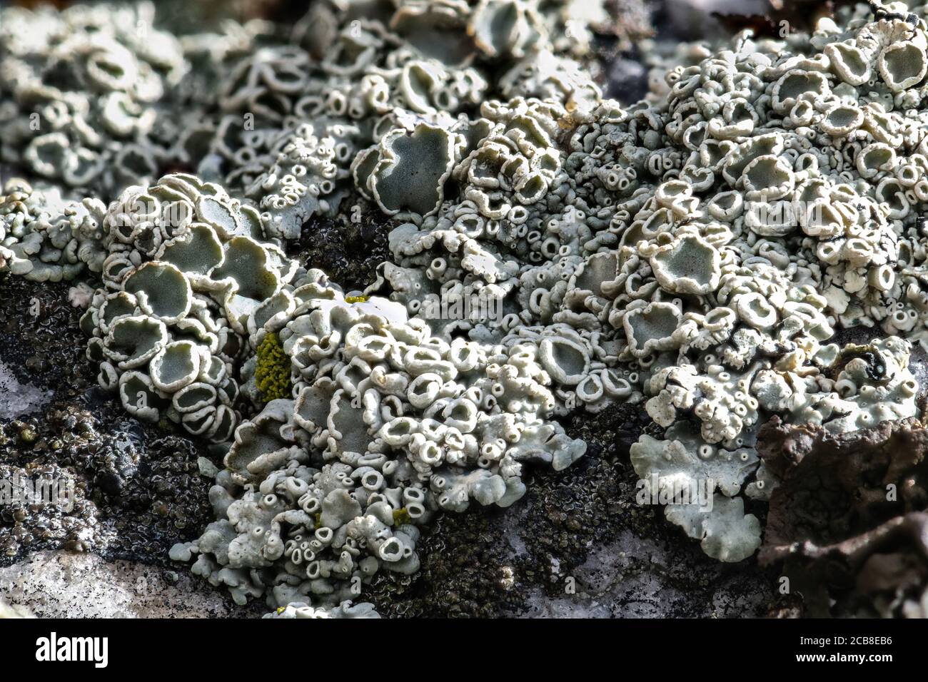Rimmed Navel Lichen (Rhizoplaca melanophthalma) Stock Photo