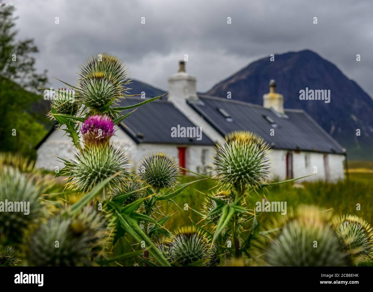 Scottish Thistle and Black Rock Cottage in the Highlands Stock Photo