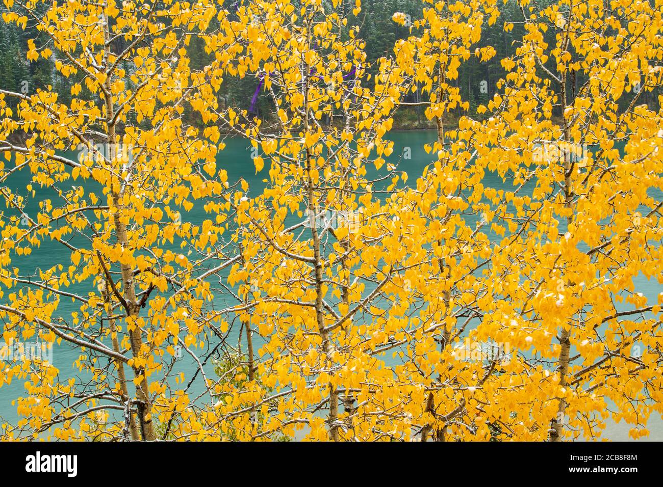 Autumn aspens near Two Jack Lake, Banff National Park, Alberta, Canada Stock Photo
