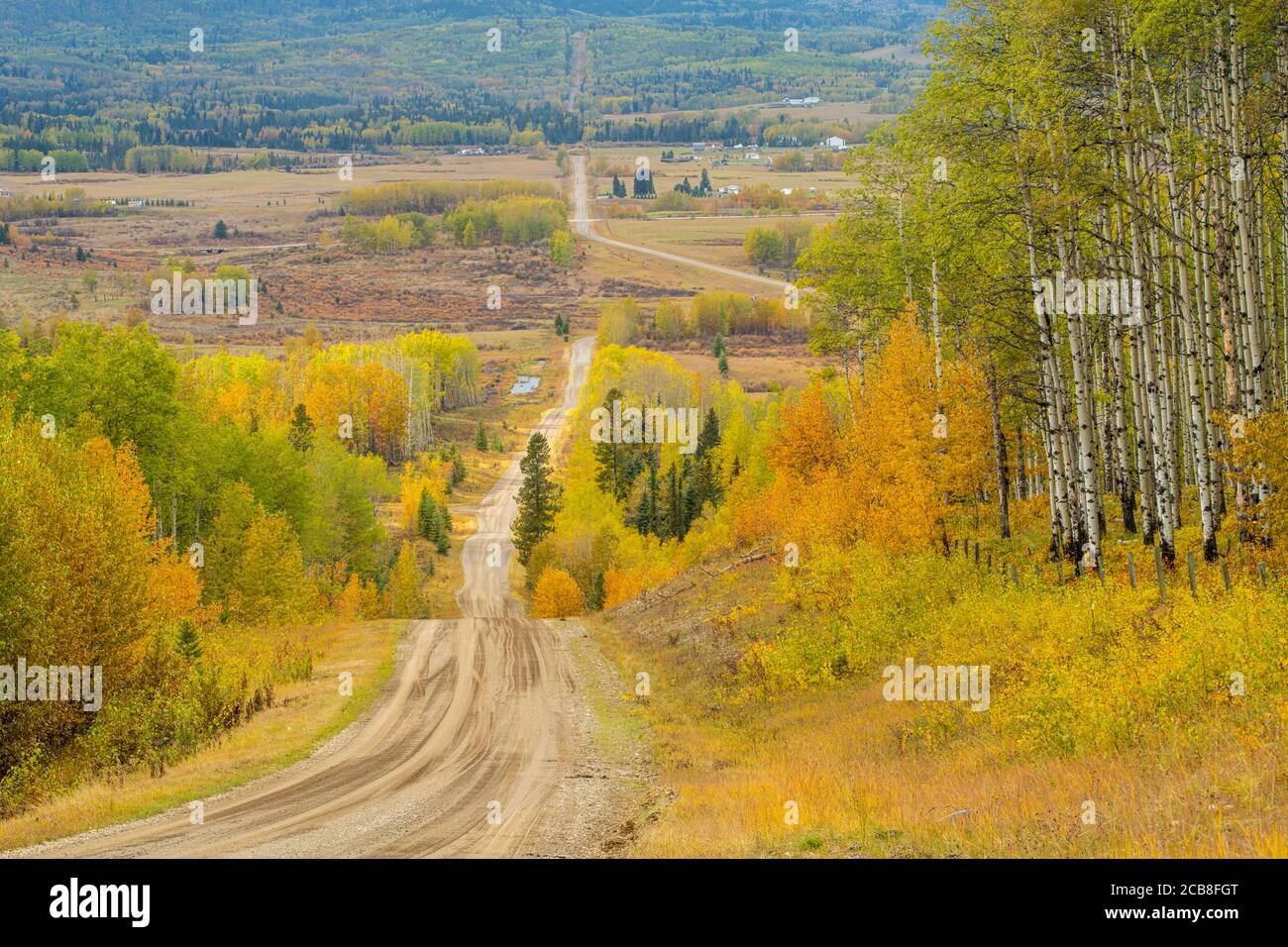 Aspen tree trunks on Hill 12 overlooking Bearberry Valley, near Sundre, Alberta, Canada Stock Photo