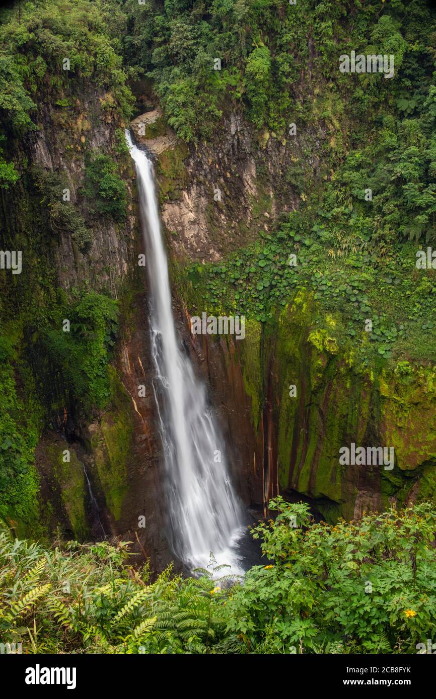 Catarata del Toros waterfall and surrounding flowers on the gorge rim, Catarata del Toros, Alajuela, Costa Rica Stock Photo