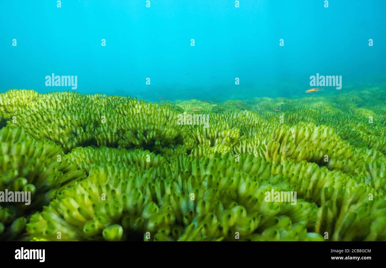 Ocean floor covered by green seaweeds, Codium tomentosum, underwater in