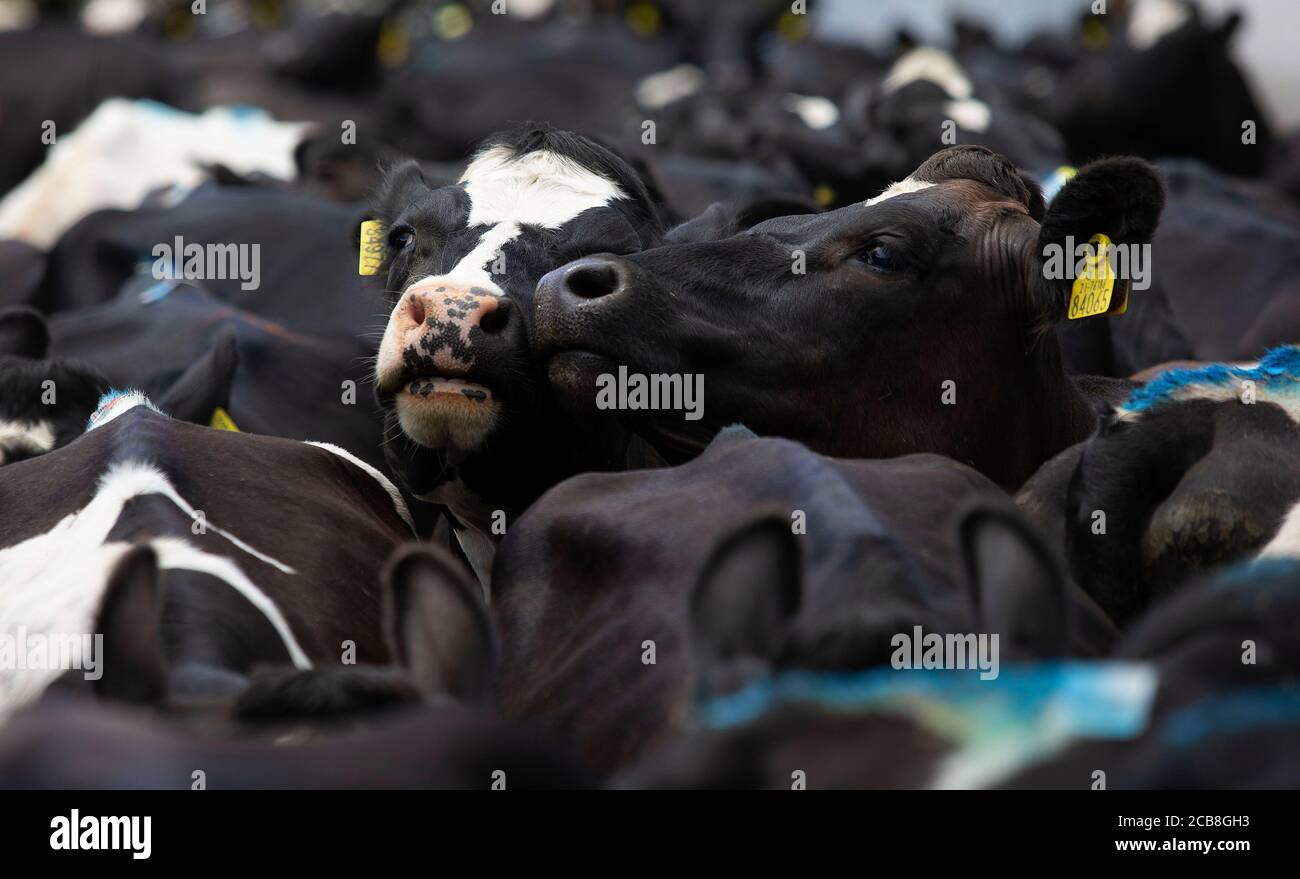Friesian cross jersey cows wait to be milked at Joe Leonards farm in