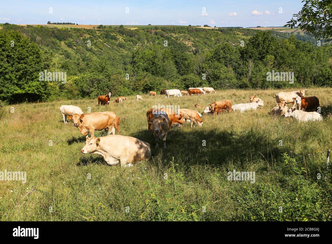 Herd of cows in the pasture in summer Stock Photo - Alamy