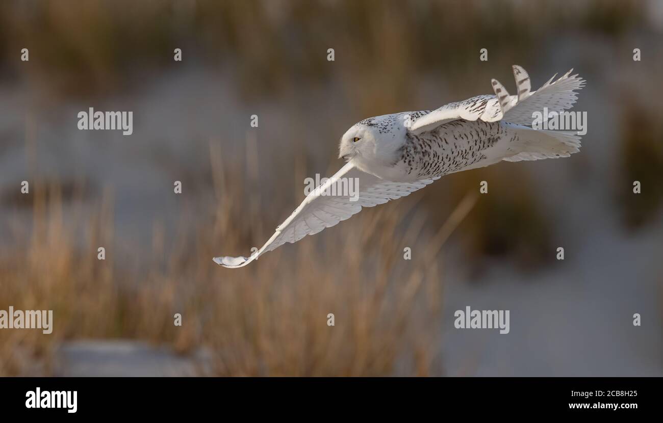 Snowy owl flying summer hi-res stock photography and images - Alamy