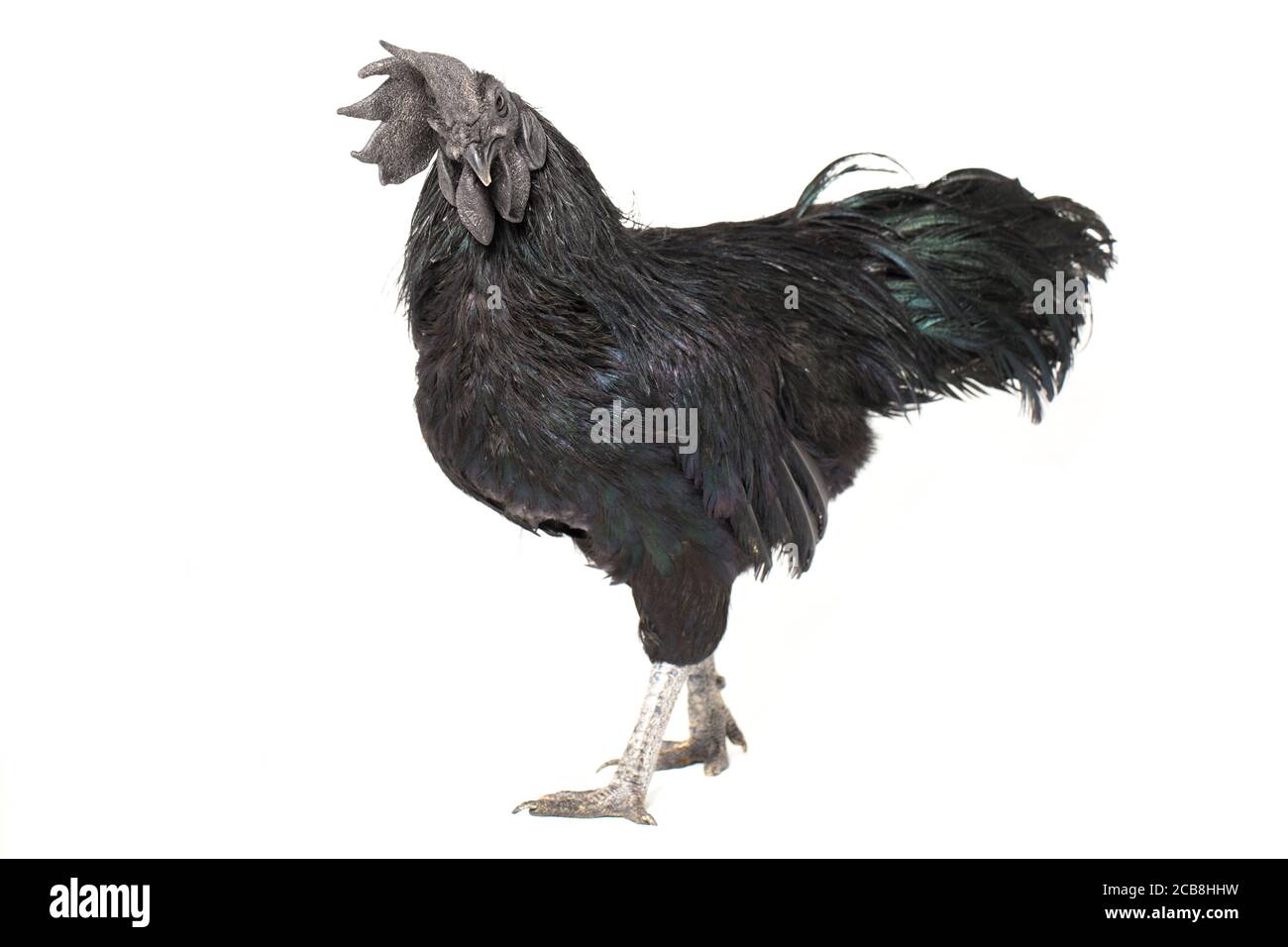 Black Rooster Ayam Cemani Chicken isolated on white background Stock ...