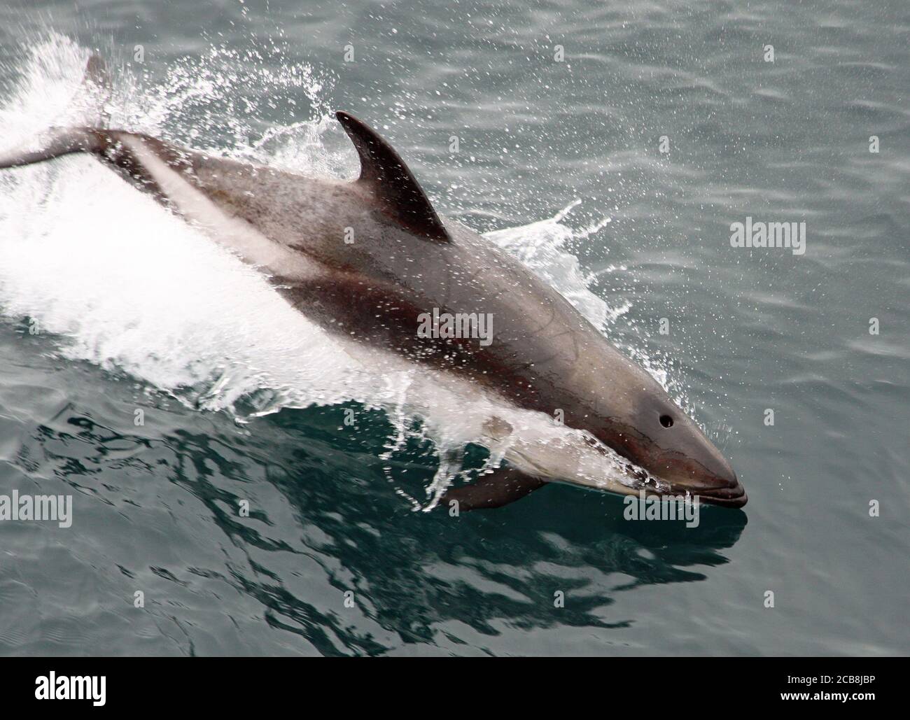 Peale's dolphin, Chiloe Island, Chile Stock Photo