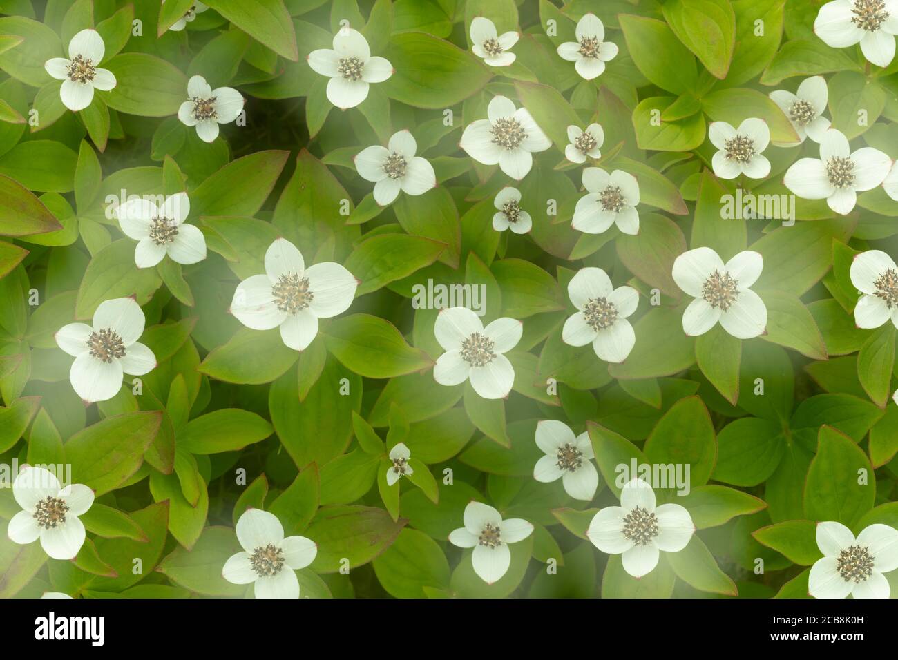 Orton Effect of closeup of Dwarf Dogwood (Cornus canadensis) flowers in Interior Alaska. Stock Photo
