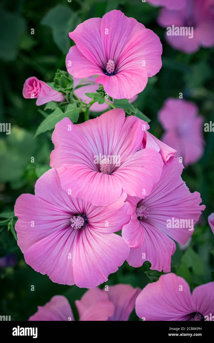a close-up of several lavatera's flowers on a green blurred background (malva trimestris). Portrait format Stock Photo