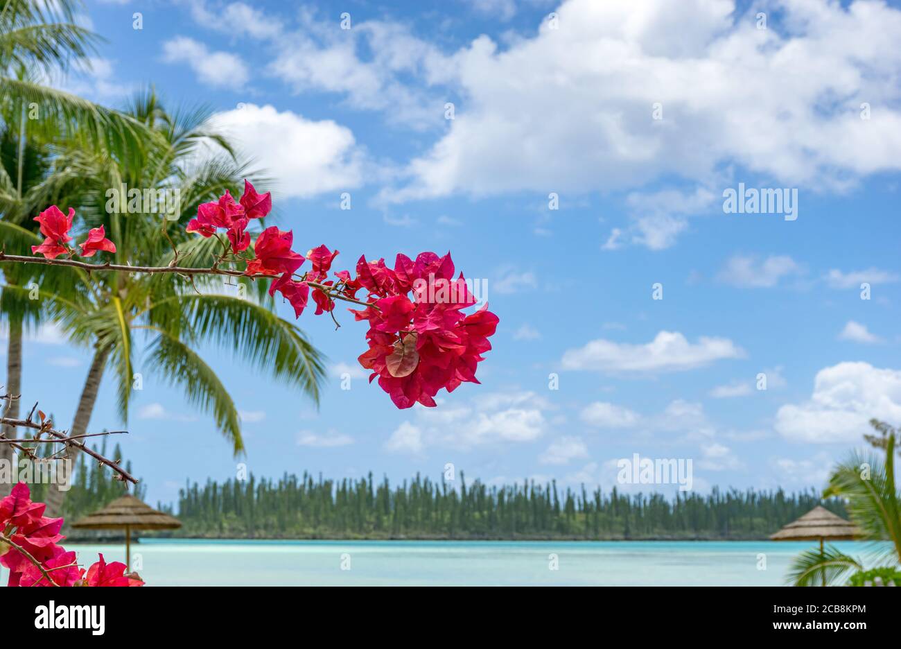 tropical paradise island with pink bougainvillea flowers, isle of pines, new caledonia Stock Photo