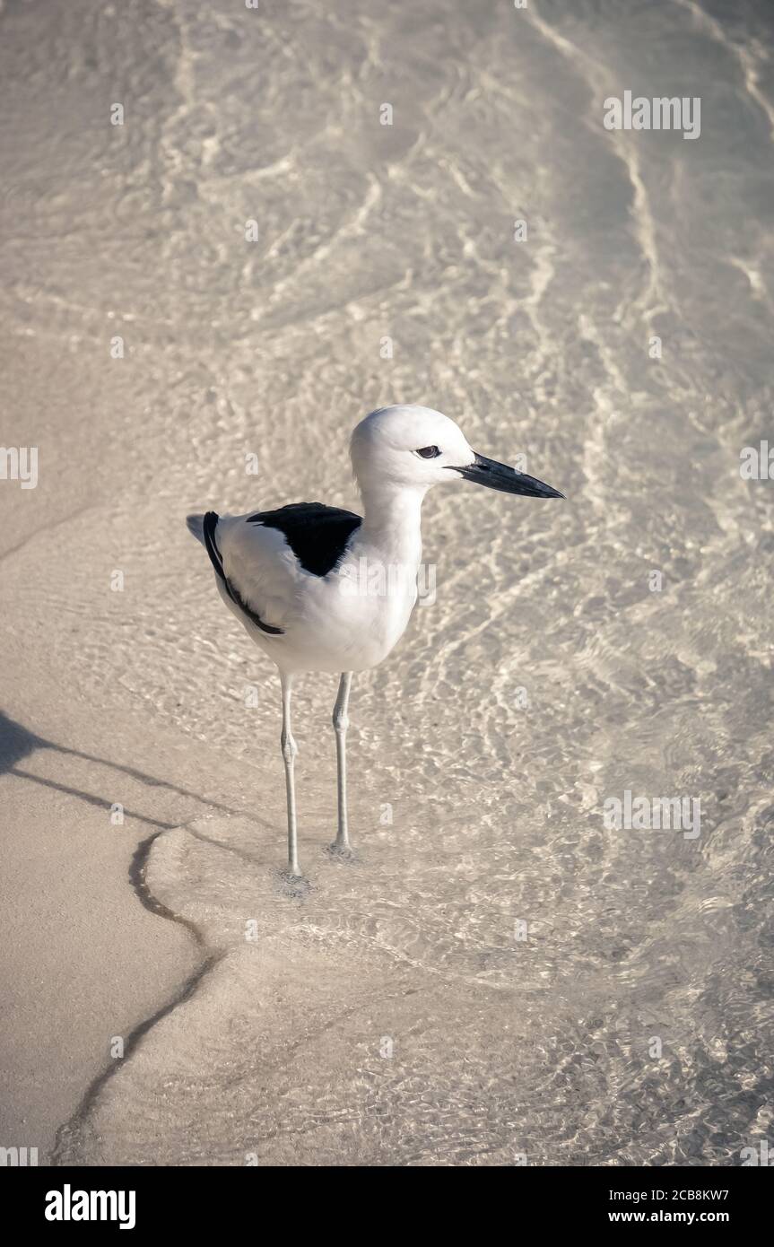 tropical black and white bird (dromas ardeola) on the beach. view from above Stock Photo