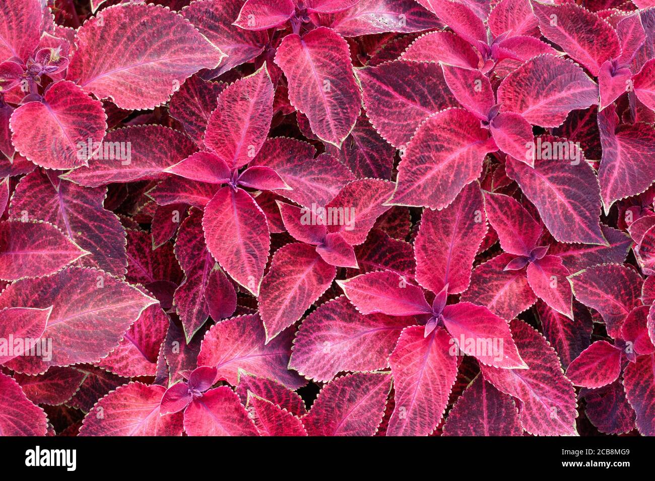Texture. Flowers Wizard Velvet Red Coleus. Top view. Stock Photo