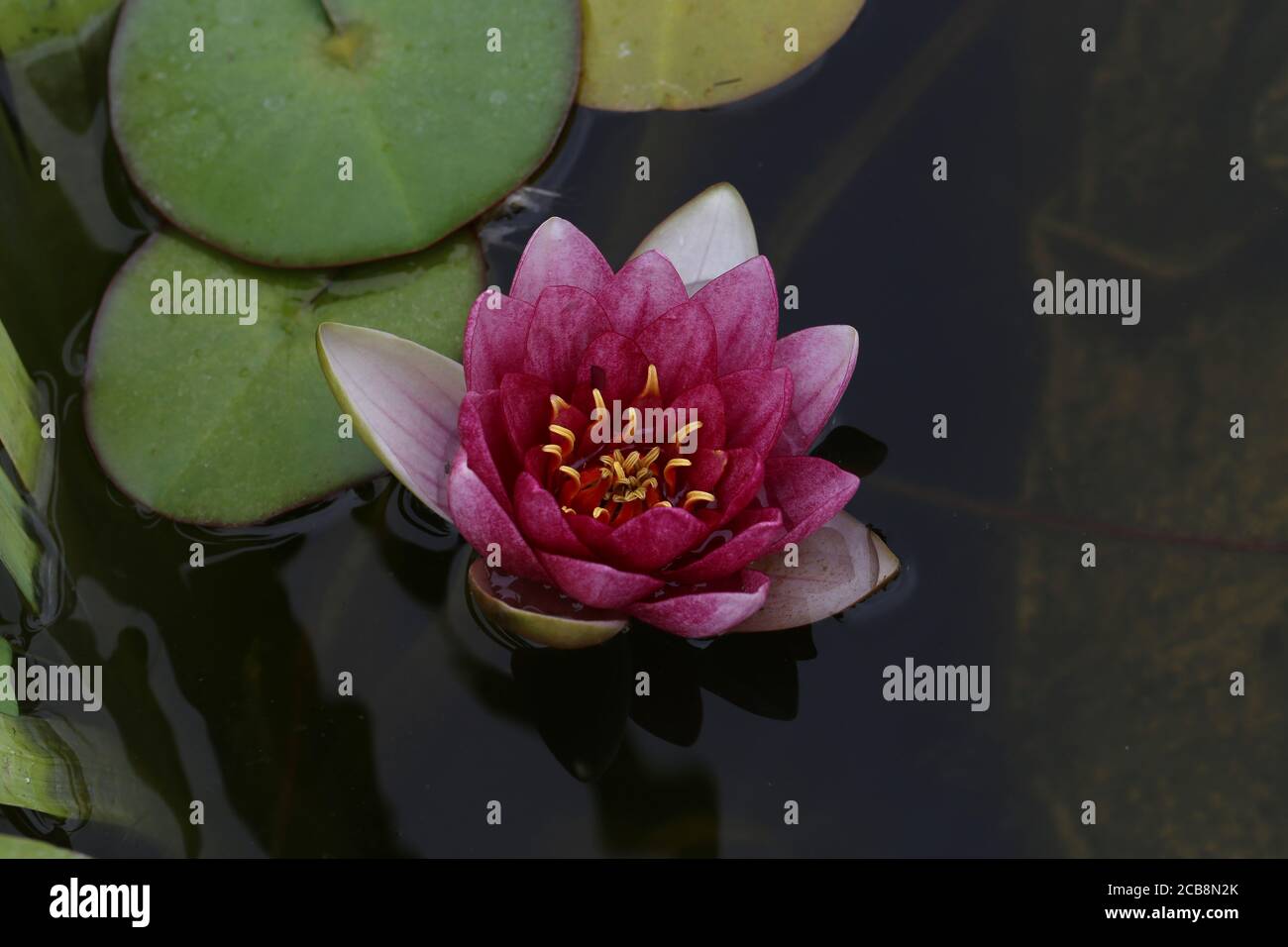 Beautiful Water Lily Flowers Blooming In The Water Stock Photo Alamy